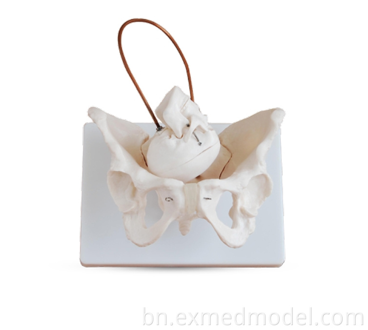 Skeleton Female Pelvis and Fetus